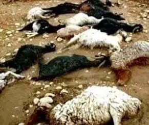 ۳۰ راس گوسفند در لالی تلف شدند