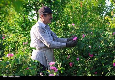 برداشت گل محمدی از گلستان های کاشان- عکس صفحه استان تسنیم | Tasnim