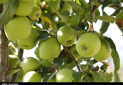 صادرات سیب لرستان به روسیه، ترکمنستان و حاشیۀ خلیج فارس - تسنیم