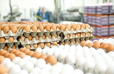 وضعیت نگران‌کننده در بازار تخم مرغ / قیمت‌های واقعی از نرخ مصوب دور است
