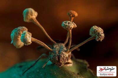 (فیلم) مورچه های زامبی که حتی تصورش را نمی کنید واقعی باشند / آیا این قارچ زامبی قابل انتقال به انسان ها نیز هست؟!