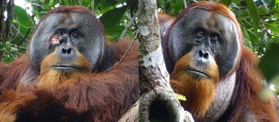 بروز یک رفتار انسانی برای اولین‌بار در اورانگوتان‌ها!