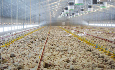 تولید مرغ در اردیبهشت ۳۰۰ هزار تن است