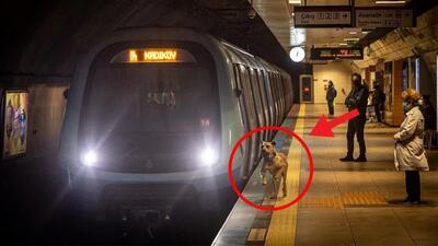 این سگ هر روز سوار مترو میشد/ شخصی او را دنبال کرد، و متوجه موضوع دردناکی شد و به پلیس زنگ زد ...