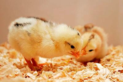 جوجه یک روزه چند؟/ حداقل تولید مرغ در اردیبهشت ۳۰۰ هزار تن است