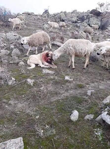 واکنش گوسفندها به سگ زخمی گله که از آن‌ها دفاع کرده بود+عکس | پایگاه خبری تحلیلی انصاف نیوز