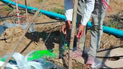 (ویدئو) فرآیند دیدنی کشت، پرورش و برداشت خیار محلی در کامبوج
