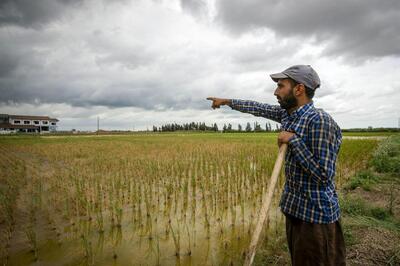 هشدار به کشاورزان؛ گندم و غلات را به مناطق امن ببرید