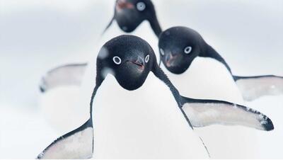 (ویدئو) چرا پنگوئن‌ها تلو تلو می‌خورند؟
