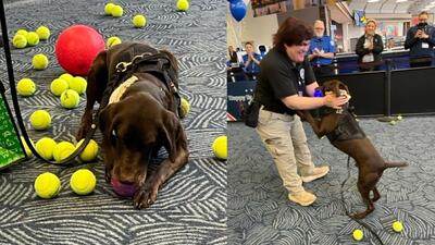 (ویدئو) مراسم بازنشستگی سگ مأمور فرودگاه با ده‌ها توپ