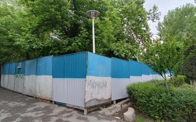 شهرداری تهران: شایعۀ قطع درخت پارک لاله صحت ندارد