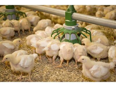 تولید مرغ در اردیبهشت چقدر است؟