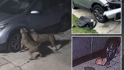 سگ ها به خاطر گربه یک ماشین را نابود کردند‌/ ویدئو