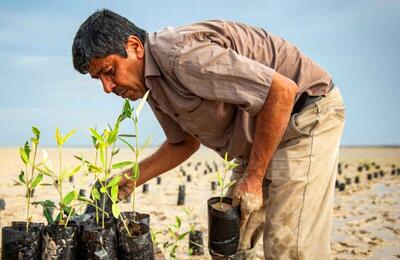 اهدای بیش از ۵ هزار اصله نهال حرا به محیط زیست استان بوشهر