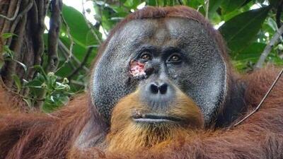 (عکس) یک اورانگوتان زخمی با گیاه دارویی خود را درمان کرد!