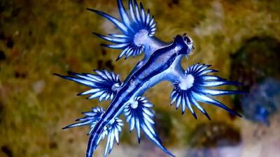 اژدهای آبی در سواحل استرالیا! + فیلم