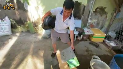(ویدئو) فرآیند پرورش، پرواربندی و پردازش گوشت لاک پشت توسط کشاورزان تایلندی