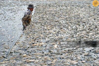 (تصاویر) مرگ دسته جمعی ماهی‌ها بر اثر گرمای سوزان