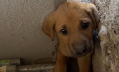 (ویدئو) نجات توله سگ گیر کرده بین دو دیوار