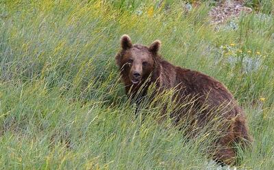 (ویدئو) گشت و گذار خرس قهوه‌ای در پارک ملی گلستان