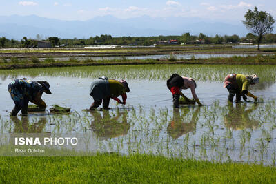 نشاکاری برنج در گیلان