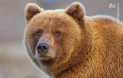 فیلم/ گشت و گذار خرس قهوه‌ای در پارک ملی گلستان