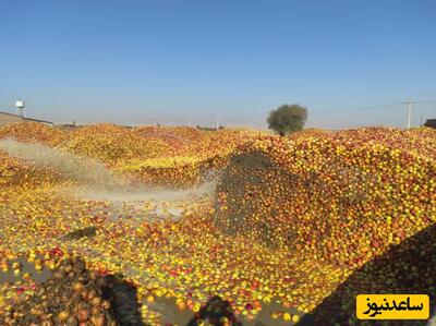 نجات هزاران تن سیب کشاورزان توسط تاجر آذربایجانی با سرمایه گذاری در پوره سیب !