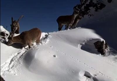 ثبت زندگی سلاطین کوهستان در ارتفاعات برفی سوادکوه + فیلم - تسنیم