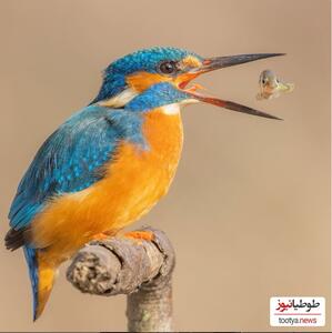 (عکس) شکار لحظه خارق العاده توسط یک عکاس حیات وحش / لحظه شکار ماهی توسط یک پرنده  فوق العاده زیبا