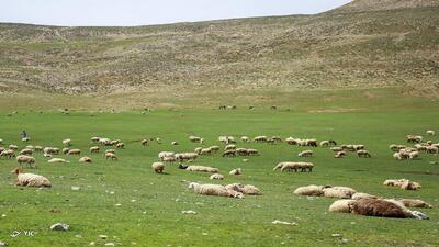 یک میلیون هکتار از مراتع آذربایجان‌غربی ییلاقی است