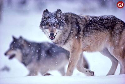 4 افسانه غیرواقعی درباره گرگ‌ها
