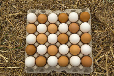 جدیدترین قیمت تخم مرغ در بازار اعلام شد