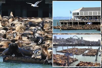 (ویدئو) رکوردشکنی شیرهای دریایی در بندر سانفرانسیسکو