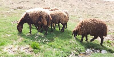 (ویدئو) یک چرای لاکچری برای گوسفندان؛ دام‌هایی که جاذبه گردشگری می‌خورند!