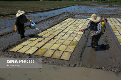 توزیع ۱۳۰۰ تن بذر گواهی شده برنج در گیلان