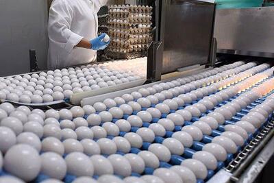  ۸۷۰۰ تن تخم مرغ در واحدهای مرغ تخمگذار استان قزوین تولید شد
