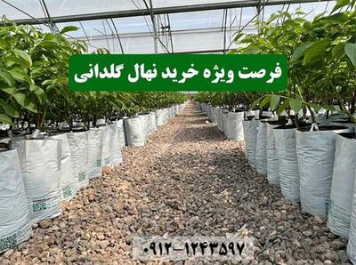 فروش انواع نهال گلدانی بدون محدودیت کاشت با باردهی تضمینی و مجوز جهاد کشاورزی