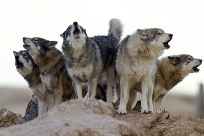 (ویدیو) معنای رفتار مختلف گرگ‌ها در گله