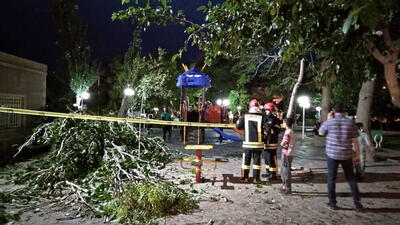 سقوط درختان به روی خودروها در شهر خرم آباد حادثه آفرید + ویدئو