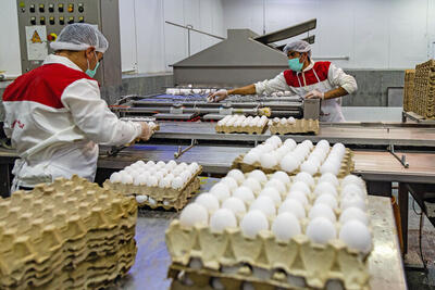 کرج ۲۵۰۰ تن تخم‌مرغ به کشورهای همسایه صادر کرد