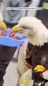 فیلم/ حرکت تحسین‌برانگیز یک زن در نجات عقاب سرسفید زخمی وسط خیابان