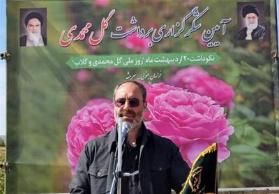 آیین شکرگزاری برداشت گل‌محمدی در سربیشه برگزار شد - تسنیم