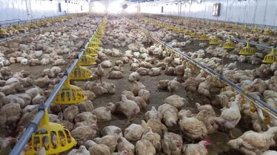 پیش‌بینی تولید ۴هزار و ۸۸۰ تن گوشت مرغ در سیستان و بلوچستان