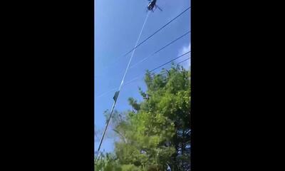 نحوه هرس کردن درختان با هلیکوپتر (فیلم)