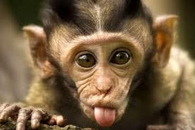 تصاویری پربازدید از شانه کردن موهای یک میمون جلوی آینه