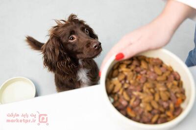مقایسه غذا خشک و کنسرو برای سگ ، کدام یک بهتر است؟