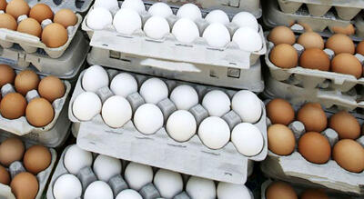 قیمت جدید تخم‌مرغ / هر شانه تخم‌مرغ چند؟ + جدول