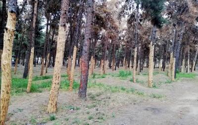 ادامه قطع درختان در تهران: درختان سرخه حصار هم از شهرداری ضربدر گرفتند