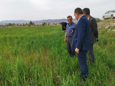 ۲ هزار هکتار با بیماری‌های برگی غلات در آذربایجان غربی مبارزه شد