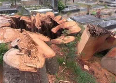 جزییات بیشتر قطع یک درخت خطرساز در روستای کیسم آستانه اشرفیه
